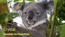  Presentation with tree - Slides enhanced with adult-koala-phascolarctos-cinereus background and a  colored foreground