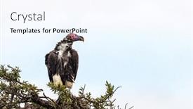  Presentation with kenya - Presentation theme with adult-lappet-faced-vulture-torgos background and a  colored foreground