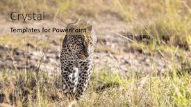  Presentation with walking - Theme enhanced with adult-leopard-panthera-pardus-walking background and a coral colored foreground