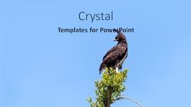  Presentation with eagle - Colorful presentation enhanced with adult-long-crested-eagle-lophaetus backdrop and a light blue colored foreground