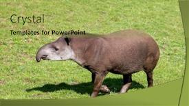  Presentation with indigenous - Beautiful presentation theme featuring adult-lowland-tapir-tapirus-terrestris backdrop and a yellow colored foreground