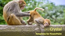  Presentation with infant - Presentation enhanced with adult-macaque-grooms-an-infant background and a tawny brown colored foreground