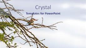  Presentation with uganda - Presentation theme having adult-make-striped-kingfisher-halcyon background and a  colored foreground