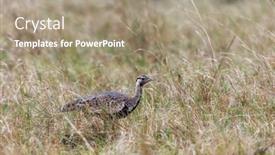  Presentation with black - Presentation theme featuring adult-male-black-bellied-bustard background and a coral colored foreground