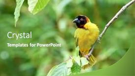  Presentation with green foliage - Presentation theme featuring adult-male-black-headed-weaver background and a seafoam green colored foreground