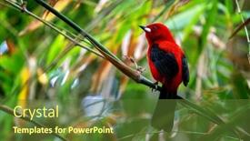  Presentation with brazil national colours - Theme consisting of adult-male-brazilian-tanager-ramphocelus background and a tawny brown colored foreground