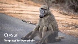  Presentation with kruger - Colorful presentation design enhanced with adult-male-chacma-or-cape backdrop and a gray colored foreground