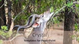  Presentation with south africa - Presentation theme having adult-male-kudu-grazing background and a coral colored foreground