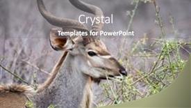  Presentation with south africa - PPT theme with adult-male-kudu-in-kruger background and a gray colored foreground