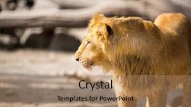  Presentation with male lion - Audience pleasing PPT theme consisting of adult male lion enjoying in sunny day backdrop and a coral colored foreground