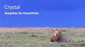  Presentation with male lion - PPT theme enhanced with adult-male-lion-laying background and a cobalt blue colored foreground