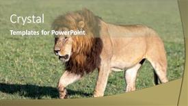  Presentation with male lion - Presentation consisting of adult-male-lion-pantera-leo background and a mint green colored foreground