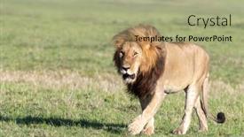  Presentation with male lion - Slides consisting of adult-male-lion-panthera-leo background and a mint green colored foreground