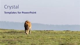  Presentation with male lion - Audience pleasing PPT layouts consisting of adult-male-lion-panthera-leo backdrop and a sky blue colored foreground