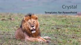  Presentation with male lion - Presentation design with adult-male-lion-panthera-leo background and a light blue colored foreground