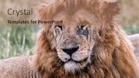  Presentation with male lion - Slides having adult-male-lion-panthera-leo background and a coral colored foreground