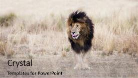  Presentation with lion king - Presentation theme consisting of adult male lion standing background and a mint green colored foreground