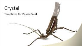  Presentation with jungle - Theme having adult male malayan jungle nymph background and a white colored foreground