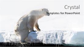  Presentation with north pole - Presentation featuring adult-male-polar-bear-climbs background and a white colored foreground