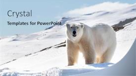  Presentation with north pole - Colorful PPT theme enhanced with adult-male-polar-bear-stands backdrop and a light blue colored foreground