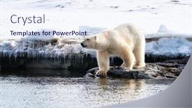  Presentation with north pole - PPT layouts featuring adult-male-polar-bear-stands background and a sky blue colored foreground