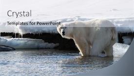  Presentation with north pole - Theme having adult-male-polar-bear-stands background and a white colored foreground
