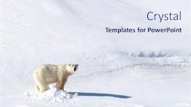  Presentation with polar bear - PPT layouts enhanced with adult-male-polar-bear-stands background and a sky blue colored foreground