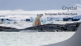  Presentation with smell - Amazing slide set having adult-male-polar-bear-ursus backdrop and a light blue colored foreground