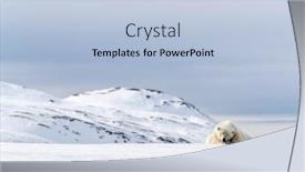  Presentation with polar bear - Beautiful PPT theme featuring adult-male-polar-bear-ursus backdrop and a light blue colored foreground