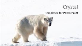  Presentation with polar bear - Cool new slide set with adult-male-polar-bear-ursus backdrop and a pink colored foreground
