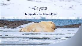  Presentation with polar bear - PPT theme having adult-male-polar-bear-ursus background and a sky blue colored foreground