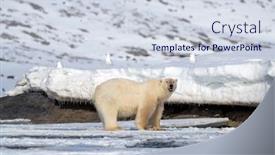  Presentation with polar bear - PPT theme consisting of adult-male-polar-bear-ursus background and a lemonade colored foreground