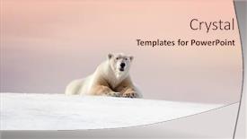  Presentation with polar bear - Slides enhanced with adult-male-polar-bear-ursus background and a lemonade colored foreground