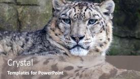  Presentation with rocky - Colorful presentation design enhanced with adult-male-snow-leopard-panthera backdrop and a gray colored foreground
