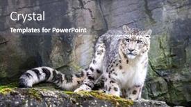  Presentation with snow - Beautiful slide deck featuring adult-male-snow-leopard-panthera backdrop and a gray colored foreground