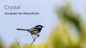  Presentation with sun blue sky and ocean - Presentation design featuring adult-male-superb-fairy-wren background and a sky blue colored foreground