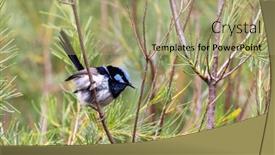  Presentation with fairy - Slides with adult-male-superb-fairy-wren background and a mint green colored foreground