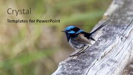  Presentation with fairy - PPT layouts enhanced with adult-male-superb-fairy-wren background and a coral colored foreground