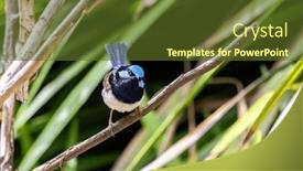  Presentation with fairy - PPT theme with adult-male-superb-fairy-wren and a tawny brown colored foreground