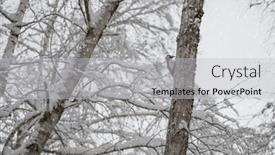  Presentation with winter forest - Slide deck consisting of adult-male-woodpecker background and a light gray colored foreground