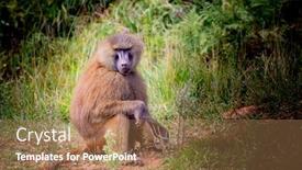  Presentation with monkey - Presentation theme with senegal - adult monkey in the nature background and a coral colored foreground