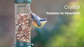  Presentation with green foliage - Cool new presentation theme with adult-nuthatch-sitta-europaea-hanging backdrop and a gray colored foreground