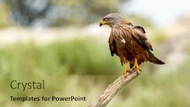  Presentation with kite - Slide set enhanced with adult of kite on a natural innkeeper milvus milvus background and a yellow colored foreground