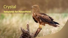  Presentation with kite - Beautiful slide set featuring adult of kite on a natural innkeeper milvus milvus backdrop and a tawny brown colored foreground