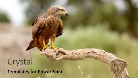  Presentation with kite - Presentation design enhanced with adult of kite on a natural innkeeper milvus milvus background and a coral colored foreground