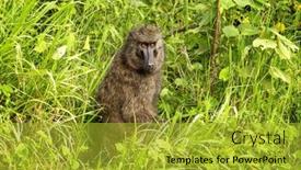  Presentation with olive - PPT theme consisting of adult-olive-baboon-anubis-baboon background and a gold colored foreground