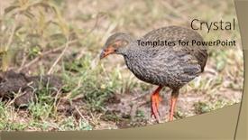  Presentation with red - Presentation theme enhanced with adult-red-neck-spurfowl-pternistis background and a coral colored foreground