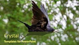  Presentation with rook - Presentation theme enhanced with adult-rook-corvus-frugilegus background and a tawny brown colored foreground