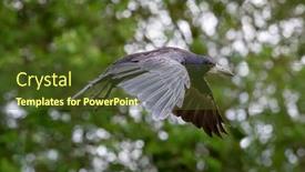  Presentation with rook - Audience pleasing presentation theme consisting of adult-rook-corvus-frugilegus backdrop and a tawny brown colored foreground