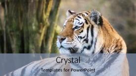  Presentation with siberia - Audience pleasing presentation theme consisting of adult siberian tiger panthera tigris backdrop and a light blue colored foreground